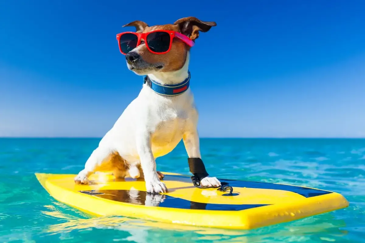 Dog Beach